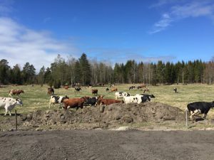 Korna i Ånö undersöker hagen första dagen på vårbete. Foto: Leif Alpsjö. 